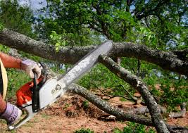 Best Arborist Consultation Services  in Bostonia, CA