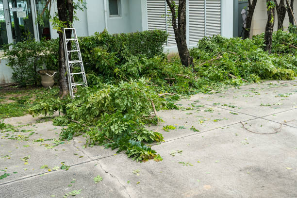 Best Commercial Tree Services  in Bostonia, CA