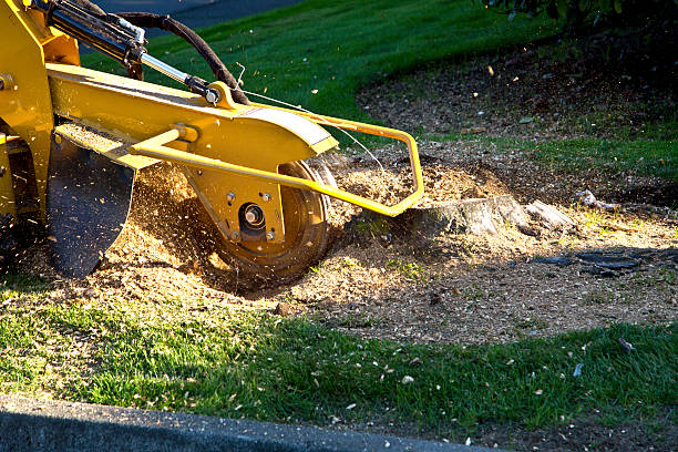 Best Aeration Services  in Bostonia, CA